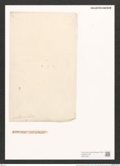 Nitzschia epithemoides Grun. (de-Toni-Nr.: Genus 47, Species 2065) Zeichnungen Sammlung Grunow (NHMW-BOT-W0371924)